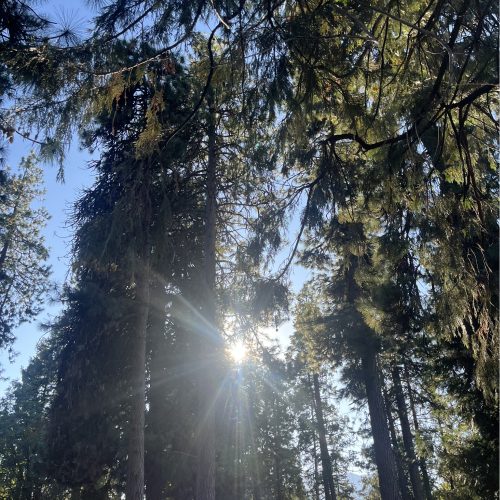 shasta-30.jpg